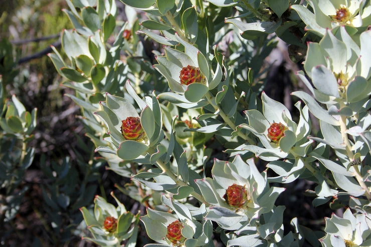 Leucadendron loranthifolium  - Green Flower Conebush - 5 seeds
