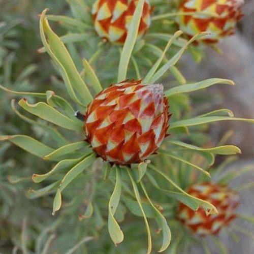 Leucadendron rubrum  - Spinning Top Conebush - 5 seeds