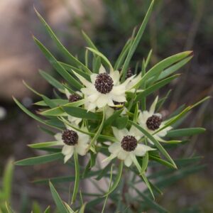 Leucadendron salicifolium  - Common Stream Conebush - 5 seeds