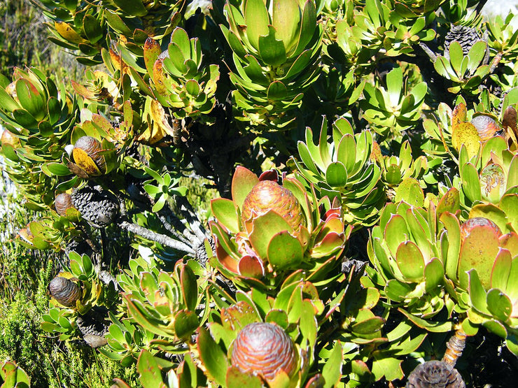 Leucadendron strobilinum  - Peninsula Conebush - 5 seeds