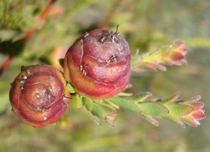 Leucadendron thymifolium  - Malmesbury Conebush - 5 seeds