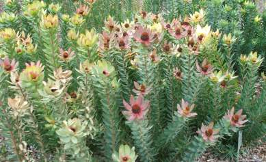 Leucadendron tinctum  - Spicy Conebush - 5 seeds