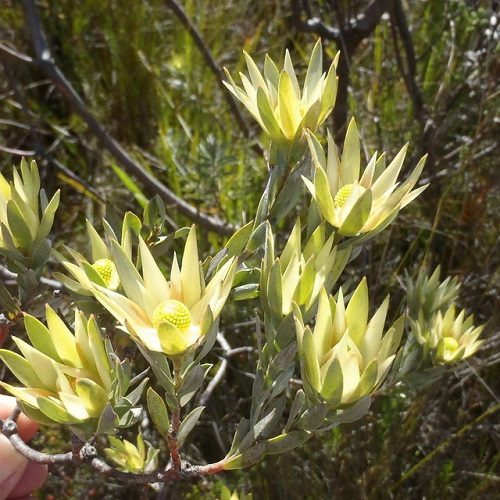 Leucadendron uliginosum  - Outeniqua Conebush - 5 seeds