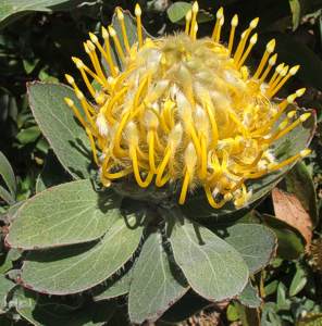 Leucospermum conocarpodendron subsp. viridum  - Green Tree Pincushion - 5 seeds