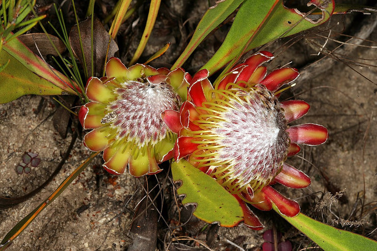Protea acaulos  - Common Ground Sugarbush - 5 seeds