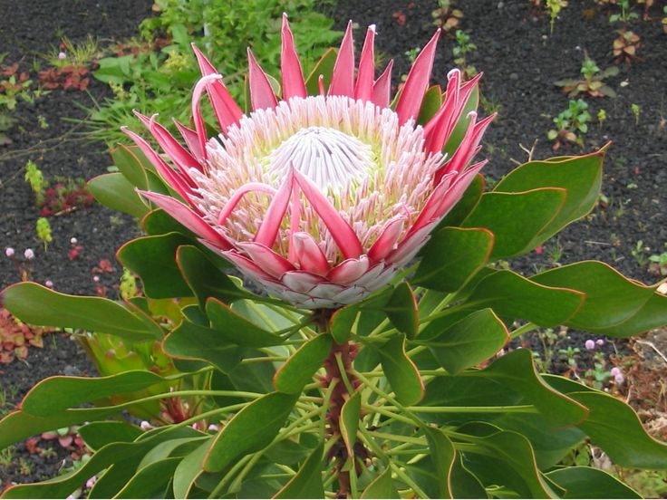 Protea cynaroides  Autumn Flowering  - King  Protea Autumn Flowering - 5 seeds