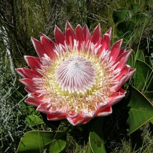Protea cynaroides  Winter Flowering  - King  Protea Winter Flowering - 5 seeds