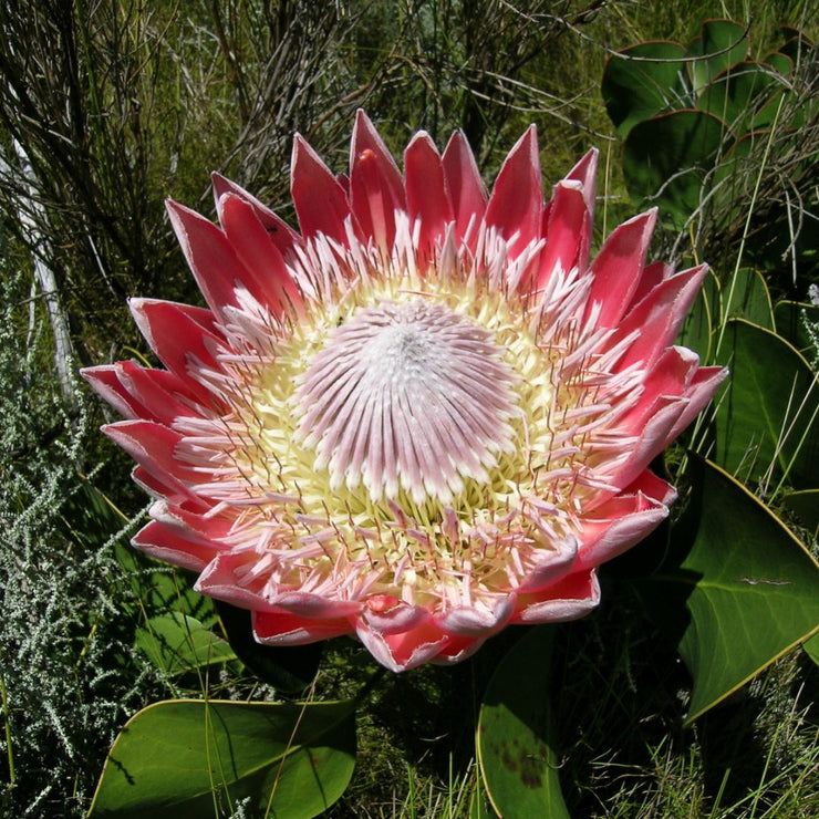 Protea cynaroides  Spring Flowering  - King  Protea Spring Flowering - 5 seeds