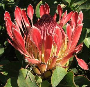 Protea eximia x susannae  - Protea Eximia / Sussanae Hybrid - 5 seeds