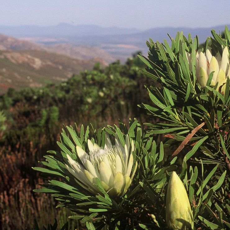 Protea repens (White/Cream)  - Common Sugarbush White /  Cream flowers - 5 seeds