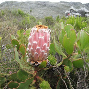 Protea speciosa  - Brown-Beard Sugarbush - 5 seeds
