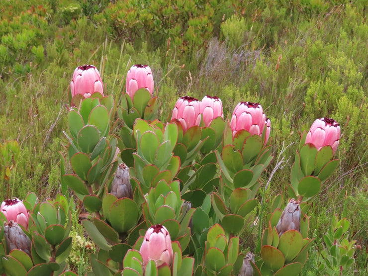 Protea stokoei  - Pink Sugarbush - ULTRA RARE - 5 seeds