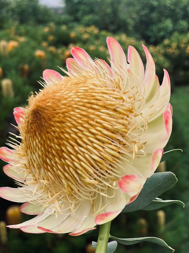 Protea sulphurea  - Sulphur Sugarbush - 5 seeds