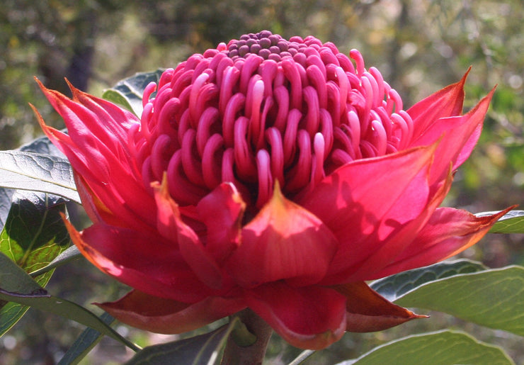 Telopea speciosissima  - New South Wales waratah - 5 seeds
