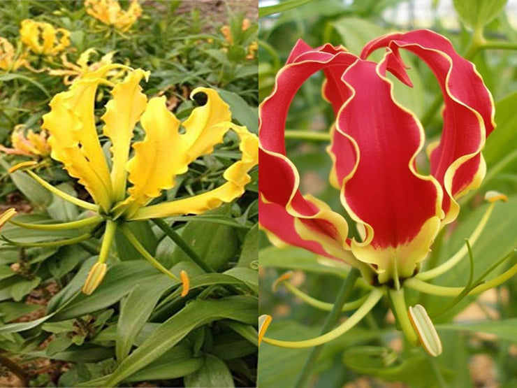 Gloriosa superba (Mixed Red and Yellow)  - Mixed Flame Lily - 10 seeds