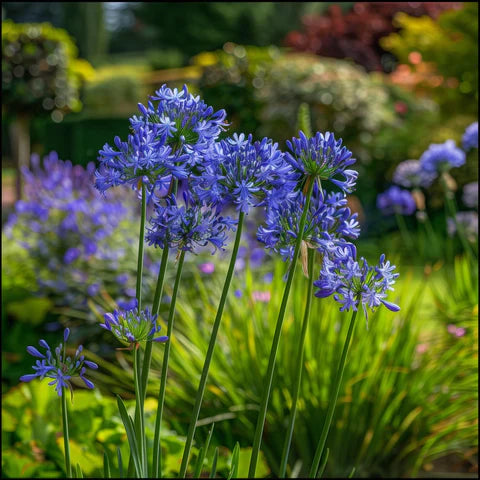 Agapanthus praecox subsp. orientalis Tall Blue Flowers - Agapanthus - 10 seeds