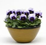 Viola sorbet - Beaconsfield - Viola cornuta - 10 Seeds