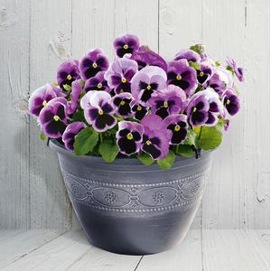 Pansy Inspire Deluxxe Pink Surprise Blotch - 10 seeds
