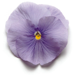 Pansy Punch Light Blue - 10 seeds