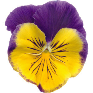 Pansy Prima Punch Morpheus - 10 seeds