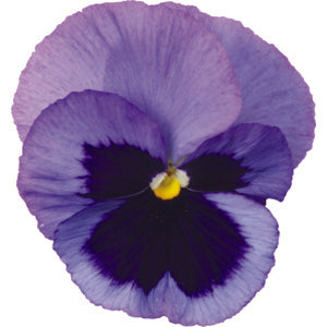Pansy Prima Punch Ocean 10 seeds