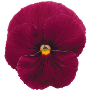 Pansy Prima Punch Rose - 10 seeds