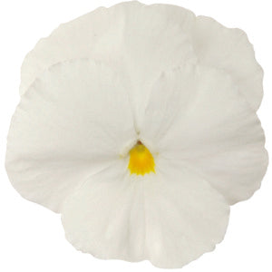 Pansy Punch White - 10 seeds