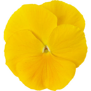 Pansy Punch Yellow - 10 seeds