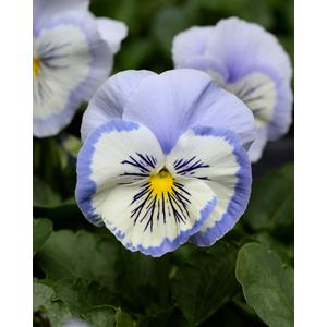 Pansy Prima Punch Blue White Whiskers - 10 seeds