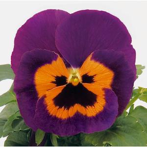 Pansy Prima Punch Purple & Orange - 10 seeds