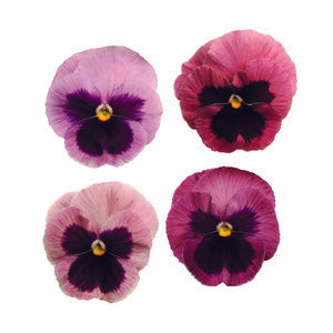 Pansy Punch Pink Shades - 10 seeds