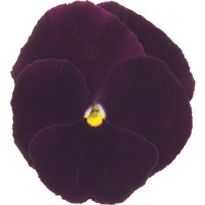 Pansy Punch Purple - 10 seeds