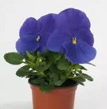 Pansy Punch True Blue - 10 seeds