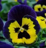 Pansy Punch Yellow Purple Wing - 10 seeds