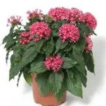 Pentas Butterfly Deep Pink - 5 seeds