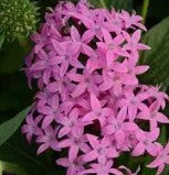 Pentas Butterfly Orchid - 5 seeds