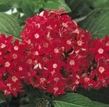 Pentas Butterfly Red - 5 seeds