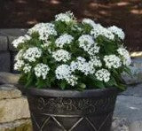 Pentas Lucky Star White - 5 seeds