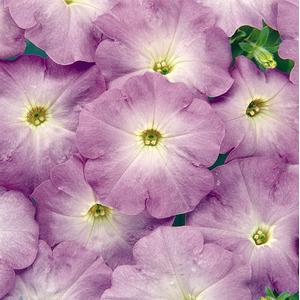 Petunia Carpet Lilac - 10 seeds