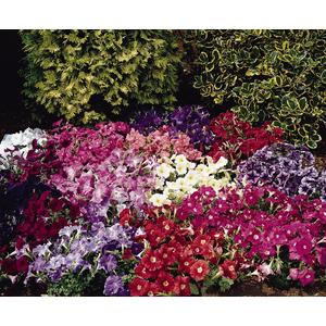 Petunia Carpet Mix - 10 seeds