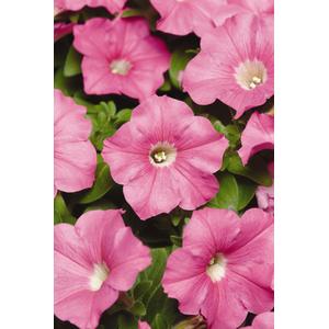 Petunia Carpet Pink - 10 seeds