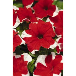 Petunia Carpet Red Picotee - 10 seeds