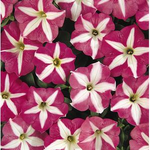 Petunia Carpet Rose Star - 10 seeds