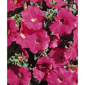 Petunia Carpet Rose - 10 seeds