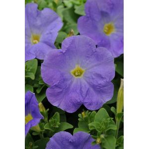 Petunia Carpet Sky Blue - 10 seeds