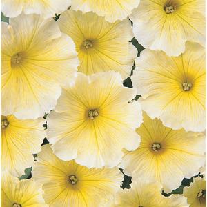 Petunia Carpet Yellow - 10 seeds