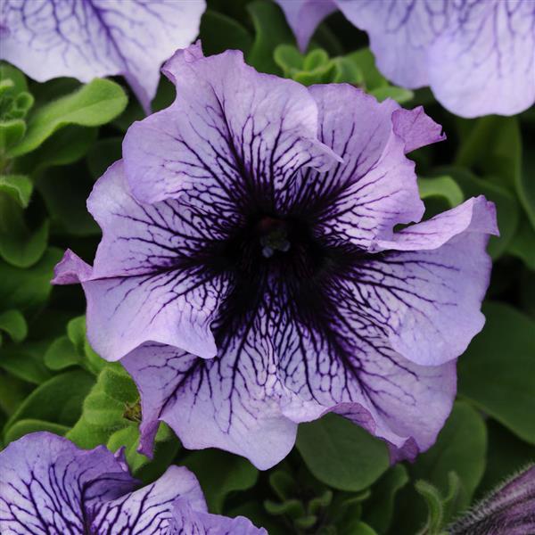 Petunia Daddy Blue - 10 seeds