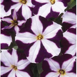 Petunia Carpet Blue Star - 10 seeds