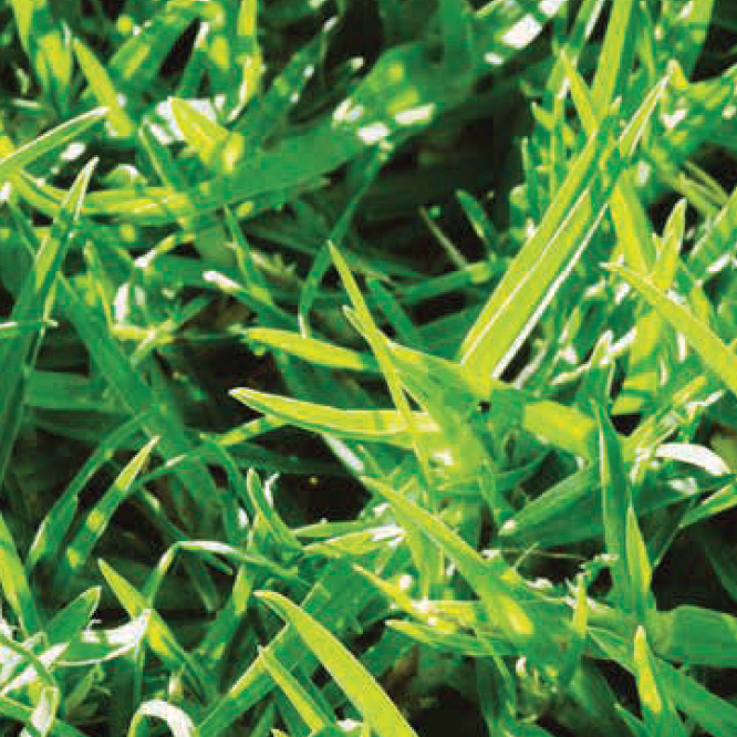 Cyndodon dactylon Monaco Bermuda Lawn / Grass Seed
