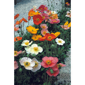 Poppy Champagne Bubbles Mix Improved - 10 seeds